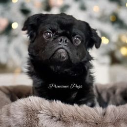 Fluffy Jack - Black male Pug puppy in Shady Hills, Florida from Premium Pugs