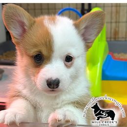 Tiffany-GORGEOUS red girl - Red female Pembroke Welsh Corgi puppy in Taylorsville, North Carolina from Mill Creek’s Pembroke Welsh Corgis and French Bulldogs
