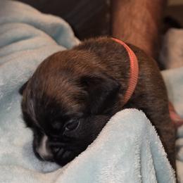 Peach girl - Brindle female Boxer puppy in Titusville, Florida from Saskobox