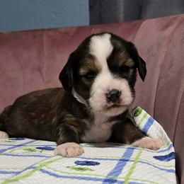 Tuesday - Sable male Tibetan Terrier puppy in Dorena, Oregon from West Coast Tibetans