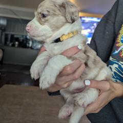 Bordoodle Puppies from Lunatic Kennel