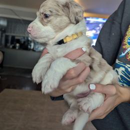 Bordoodle Puppies from Lunatic Kennel