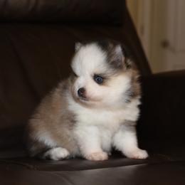 Paislee - Gray and white female Pomsky puppy in Coos Bay, Oregon from Ocean View Pomskies