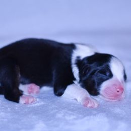 Agnarr - Black tri-color male Australian Shepherd puppy in Easton, Missouri from MMA Kennel