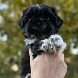Boy 2 - Black and white male Shih Tzu puppy in Seguin, Texas from Dolled Up Shih Tzus