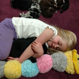 Australian Shepherd Puppies from Southern Boy Blues Aussies