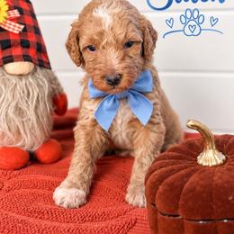 Stitch(Blue) - Red  male Poodle puppy in Stuart Fl, Florida from Lincoln & Lady Co.