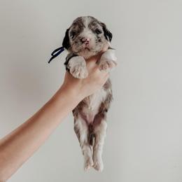 Ida. - Blue merle and white female Sheepadoodle puppy in Wabash, Indiana from DOODCompany