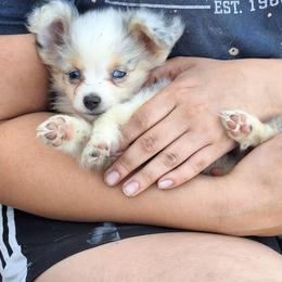 Belle - Blue merle female Miniature Australian Shepherd puppy in Fairview, South Dakota from Dakota Toy Aussies