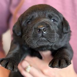 Lucy, Champion Line English Lab - Black female Labrador Retriever puppy in Owosso, Michigan from Bennington Retrievers