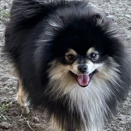 Romeo - Pomeranian