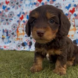 Chilli- SILKY WIRE - Chocolate and tan female Dachshund puppy in Duncan, Arizona from Bootheel Doxies