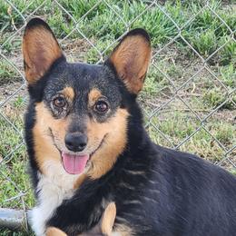 Ziva - Pembroke Welsh Corgi