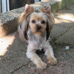 Mona Lisa - Blue and gold female Yorkshire Terrier puppy in Portland, Oregon from Bohemian Beauty Yorkshire Terrier