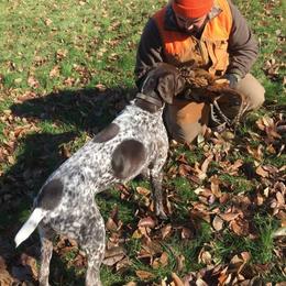 German Shorthaired Pointer All Grown Up from Windward German Shorthaired Pointers