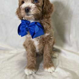 Cockapoo puppies from Jax Doodles