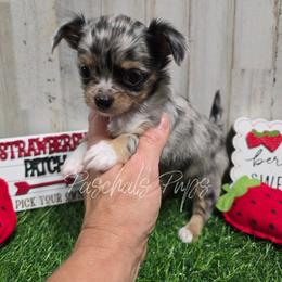 Jackpot - Merle male Chihuahua puppy in Bowdon, Georgia from Paschal's Pups
