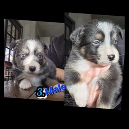 B-BLACT TRI COLOR - Black tri-color male Australian Shepherd puppy in Yakima, Washington from Luna's Australian Shepherd