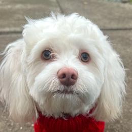 Havanese Puppies from Dean Supreme
