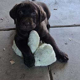 Girl 1 - female Labrador Retriever puppy in Olivehust, California from Dogwood Labradors