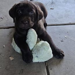 Girl 1 - female Labrador Retriever puppy in Olivehust, California from Dogwood Labradors