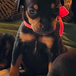 Miniature Pinschers from Min Pin Puppy Time