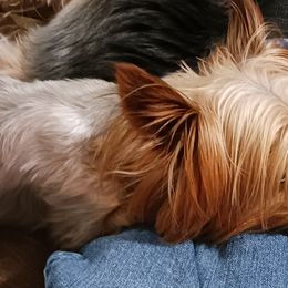 Rome - Yorkshire Terrier