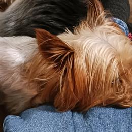Rome - Yorkshire Terrier