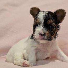 Maggie (Magnificent) - Parti female Yorkshire Terrier puppy in Gatesville, Texas from KontryKritterz Yorkies