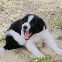 Border Collies from Bar Seven Cattle Dogs