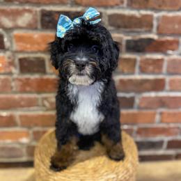 Diamond - female Australian Mountain Doodle puppy in Snohomish, Washington from Refined Doodles