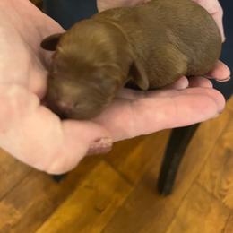 Lennox - Red female Cavapoo puppy in Fairmont, West Virginia from Robin Nelson