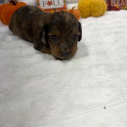 Cedar - Dapple male Dachshund puppy in Mansfield, Missouri from OFK