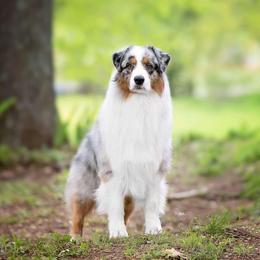 Hardy - Australian Shepherd