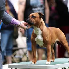 Staffordshire Bull Terrier All Grown Up from Spitfire 81 Staff's