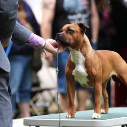 Staffordshire Bull Terrier All Grown Up from Spitfire 81 Staff's