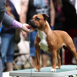Staffordshire Bull Terrier All Grown Up from Spitfire 81 Staff's