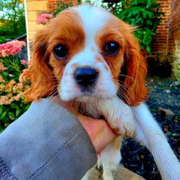 Bayonne aka Bay - Blenheim female Cavalier King Charles Spaniel puppy in Watsontown, Pennsylvania from Huntsman Cavaliers