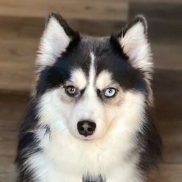 Echo - Pomsky