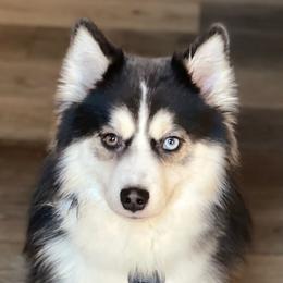 Echo - Pomsky