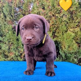 Yellow collar - Chocolate male Labrador Retriever puppy in Yucca Valley, California from Beachn Ranch