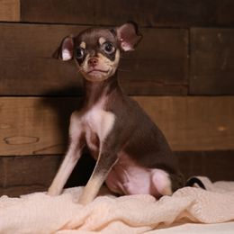 Theo - Brown and tan male Russian Toy puppy in Citrus Heights, California from Domik of love