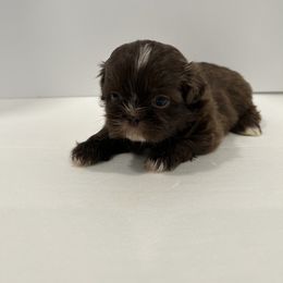 Shih Tzu Puppies from Moore Shih Tzus