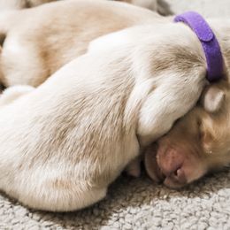 Golden Retriever Puppies from Ruff Life Goldens