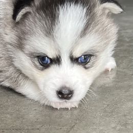 Pomsky Puppies from Zoeys Little Pomsky
