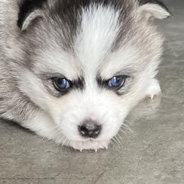 Pomsky Puppies from Zoeys Little Pomsky