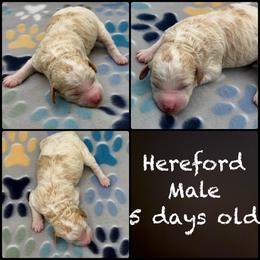 Hereford - Parti male Poodle puppy in Wheatland, California from Sapphire Ridge Poodles