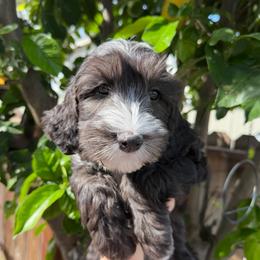 Bean - Black and chalk male Australian Labradoodle puppy in Orange, California from Little Kingdom Doodles