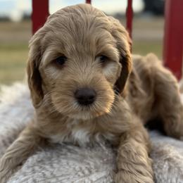 Australian Labradoodles from Labradoodles of Montana