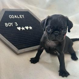 Boy 3 - Black male Pug puppy in Norborne, Missouri from Pug Palace